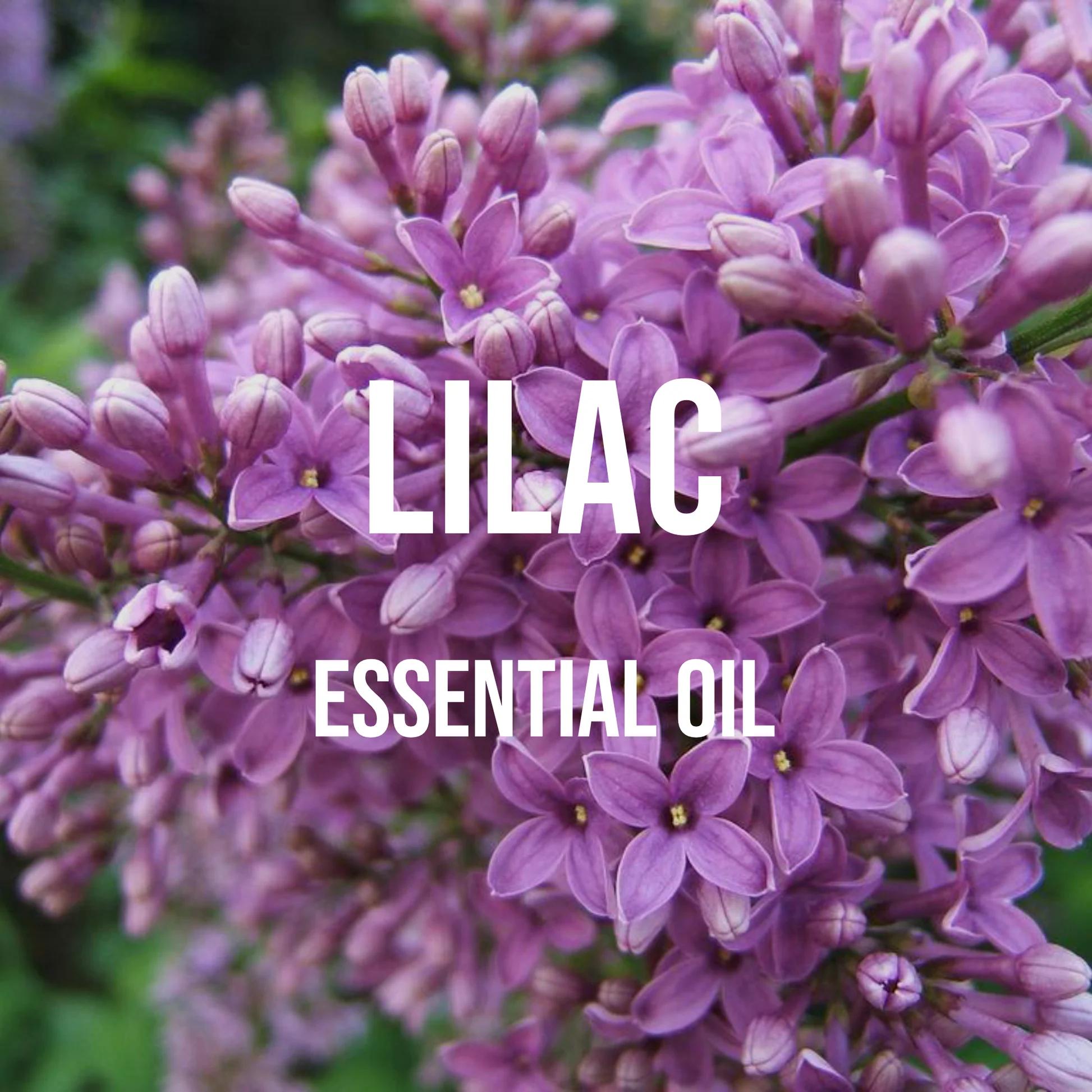 Candle Supplies Essential Oils - Lila ätherisches Öl Premium-Qualität unverdünnt, für